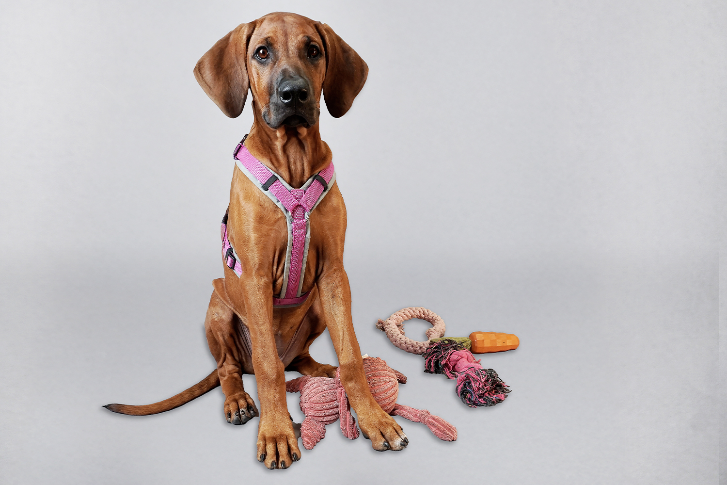 Schulhündin Nala, TBK Solingen